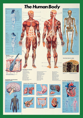 Lidské tělo Plakát